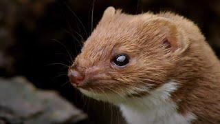 The Most Powerful Bite | Weasels: Feisty & Fearless | BBC Earth