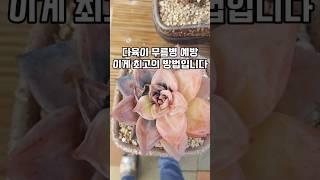 다육이 무름병 지금부터 관리해야 걸리지 않습니다.2편(증상과 예방법)