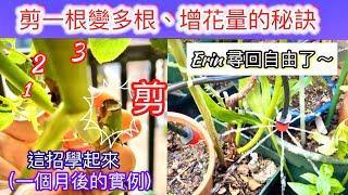 《實用技巧》剪掉玫瑰強筍變多根枝條的成果驗證｜自動澆水系統讓Erin回歸自由#玫瑰修剪技巧