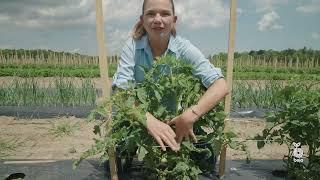 Tomato Pruning with Bejo USA