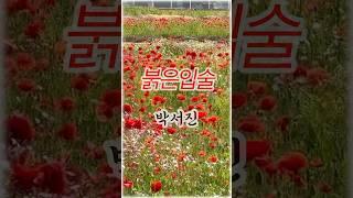 붉은입술🩵박서진️하동 북천 양귀비 축제