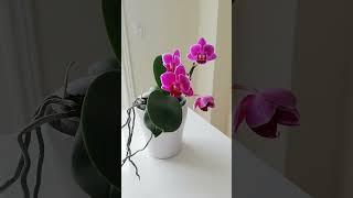 Mini Phal. purple Orchid #orchidcare #orchidlovers