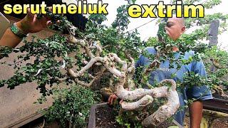 Review Bonsai Unik Dan Langka Yang Jarang Ada Dipasaran