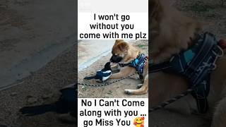 Heart Melting Scene Magpie Asking Dog To....?  #shorts #viral #trending