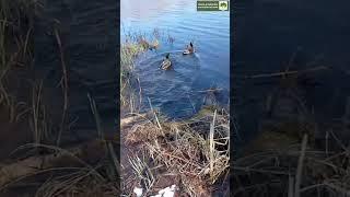 Выпускаем селезней на озеро.