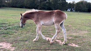 DRAFT HORSES // Belgian colts 2 week update, introduction to Jean and Grace