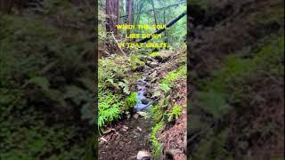 Poetry goes well with nature #healingsounds #natureheals #rumi