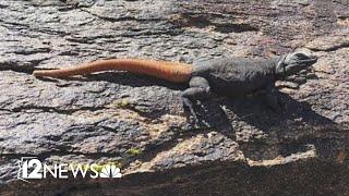 This orange-tailed lizard lives on a mountain in Arizona... and nowhere else