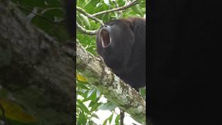 Specialized hyoid bone in their throat. Howler monkey #monkey #howling #youtubehighfive