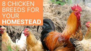 8 of the Best Chicken Breeds for Your Homestead