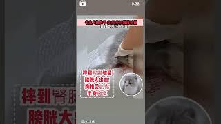 動物救援收容所電話 ：+852 96919313 #catadoption #貓奴 #寵物 #愛護動物 #領養 #貓 #流浪動物  #adoption  #cat #petadoption #毛小孩