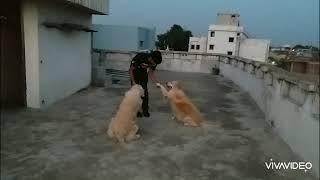 Relationship - based Dog training. Golden Retriever training. Dog trainer.Like,Share,Subscribe.