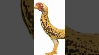 The Chicken Banana Dance—Wait, What?!