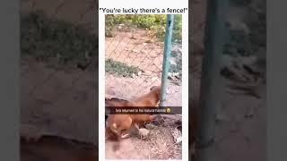 The funniest animal#short#viralshort#animal arena