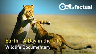 Wildlife 24 - The Wildest Day on Earth | Wildlife Documentary