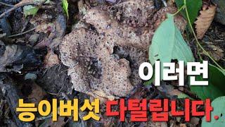 능이버섯 발견시 이렇게 두지마세요!!다털립니다.