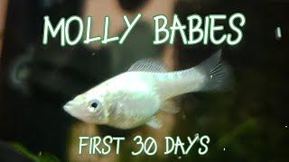 Molly Fry Growth | First 30 Days (Timelapse & Tips)