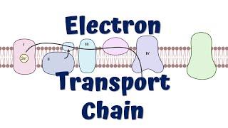 Electron Transport Chain Animation || ATP synthesis