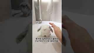 토끼 질투하는지 알아보려다 기절한 집사......