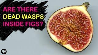 Are There Dead Wasps In Figs? | Gross Science