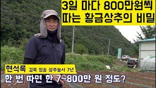 [한국농수산TV] 3일마다 800만원씩 따는 황금상추의 비밀!! 경북 청송