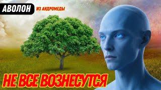 SOME SOULS WILL NOT ASCEND WITH GAIA! | AVOLON FROM ANDROMEDA