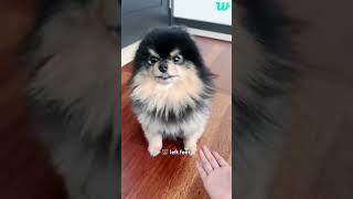 Taehyung wants to cuddle Yeontan but Yeontan is savage ️