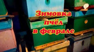 ЗИМОВКА ПЧЁЛ В ФЕВРАЛЕ, НА ЧТО ОБРАТИТЬ ВНИМАНИЕ ПРИ ЗИМОВКЕ ПЧЁЛ В ОМШАННИКЕ