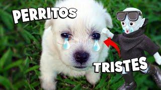 Se vale LLORAR  #perritos #adoptar #rescate #animales #cute #triste #amor #adopta #petco #viral