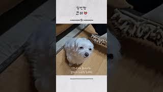 혼나니까 갑자기 졸린척 하는 일찐짱 코미... 일찐짱 가오 다 죽었다~!!! #강아지 #강아지일상 #반려견 #반려견일상 #반려동물