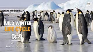 Wild Winter, Cycle of Life - हिन्दी डॉक्यूमेंट्री | Wildlife documentary in Hindi