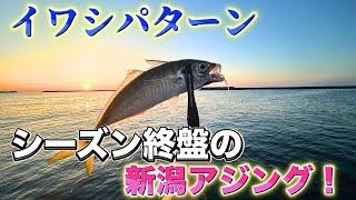 [Ajing] If the sardines come in, you can easily catch them! A short game at dusk!
