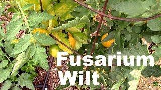 Fusarium Wilt on Tomatoes. How I Handled it, and One Tip.