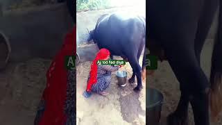 #pahli bar saasu maa ni dud nika#youtube#viral #video