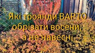 Які троянди варто обрізати восени, а не навесні