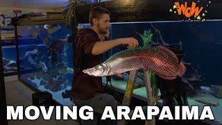 MOVING A ARAPAIMA TO THE 4,400 GALLON TANK