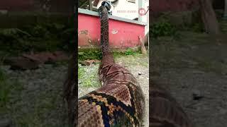 اكبر ثعبان  snake 