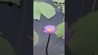 #lotusflower #lotuspond #lotus  #greenpanthervlogs