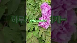 빗소리 비오는 날 빗소리 들으며 촉촉하게 젖은 꽃 본다~ #꽃 #꽃영상  #비오는날 #비오는소리 #flowers  #작약꽃 #빗소리asmr  #잠잘오는소리 #잘오는소리