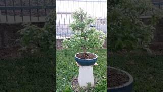Bonsai Guajuvira! Exemplar com quase 20 anos! #bonsaifacilrs #bonsai #maggionibonsai #eua #rs