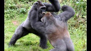 Gorilla Vs Gorilla