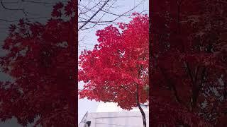 Amazing Autumn  in South Korea  #new #satisfying #autumn #ytshorts #trending #viral #shorts