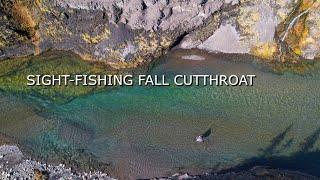 Sight-Fishing Fall Cutthroat Trout on Alberta's Ram River