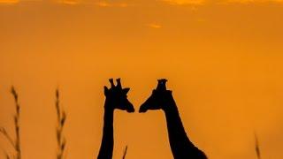 THE SECRETS OF THE GIRAFFE Animal Documentary National Geographic