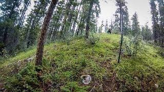 Grizzly Bear Charge in Jasper