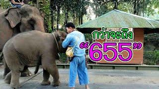 "655" ตัวเลขนี้เกี่ยวข้องอะไรกับส้มจุกมีนา  แม่ๆพี่ๆจ๋าหนูเค้ามาไกลมากเลยนะ