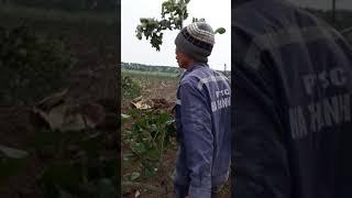 KỸ THUẬT CHĂM SÓC BƯỞI DIỄN CHUẨN Phú Diễn, BÁN GIỐNG BƯỞI DIỄN CHUẨN. SĐT: 096.239.2038