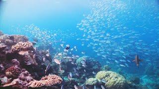 Tranquil Underwater Snorkeling ASMR & Ambience Inspired by [My Octopus Teacher]