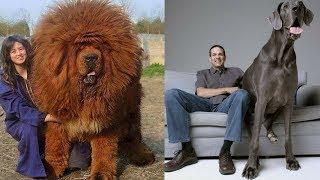 The Top 10 Largest Breeds Of Dog 2018