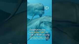 Dolphin Moms Use Baby Talk to Call to Their Young, Recordings Show